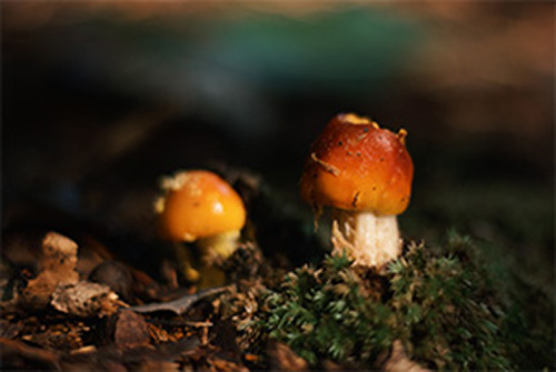 two small mushrooms grow alongside one another in the moss at Weiser State forest