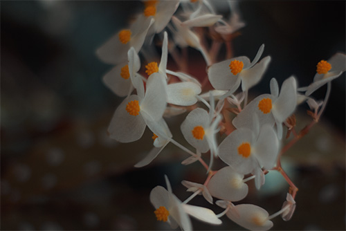 white orchids