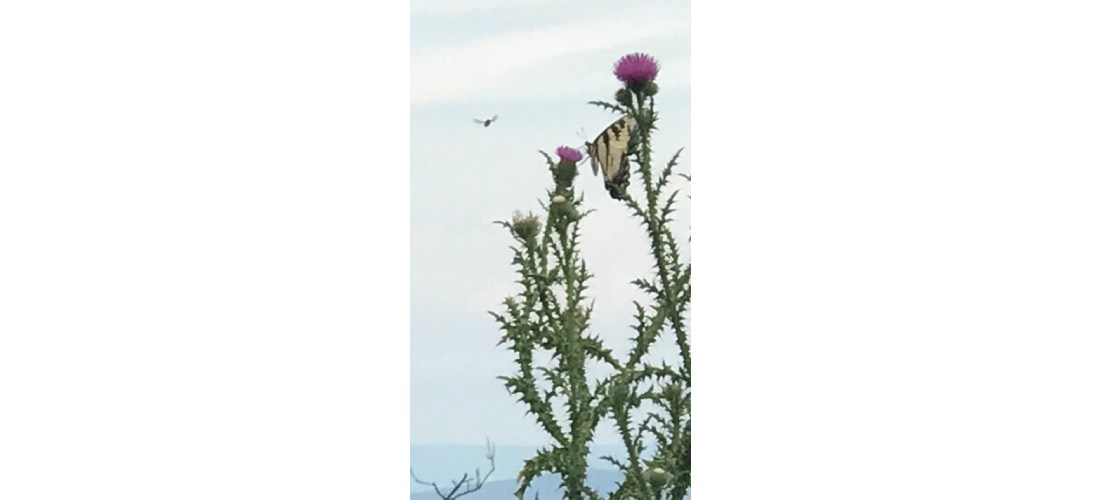 Bee in Flight