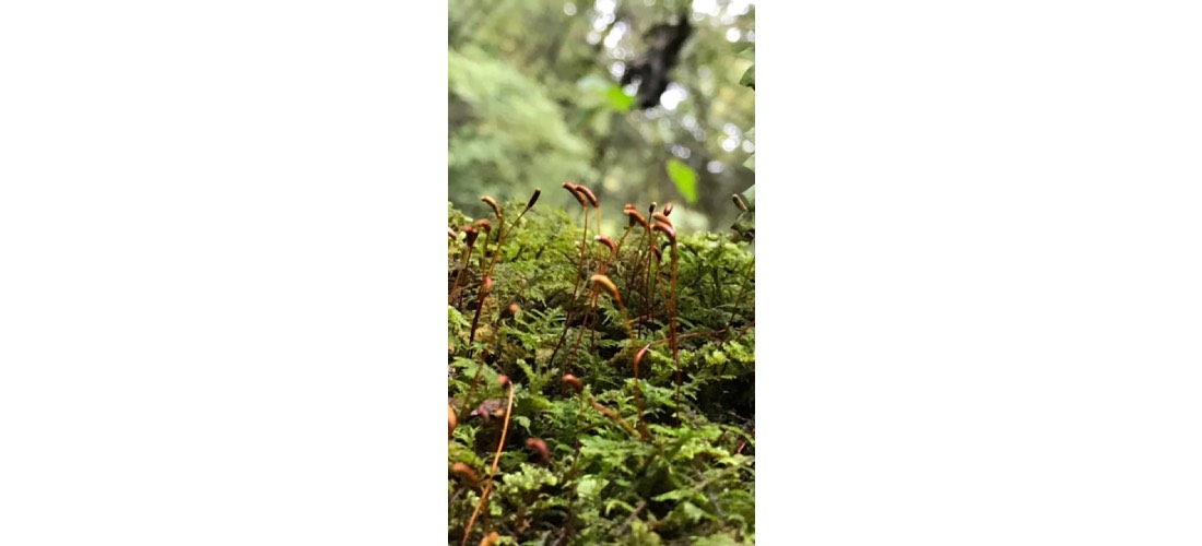 Sweet Fern Heads